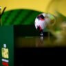 FIFA U-20 Women's World Cup 2026: Schedule, Groups, Teams and Previous Results